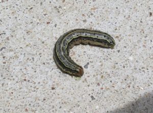 an armyworm can be light tan to light green with a brownish-black head