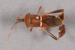 leaffooted bug specicimen