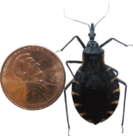Kissing bug next to a penny
