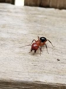 Carpenter Ant