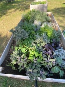 garden bed with multi-colored greens growing in the November vegetable garden
