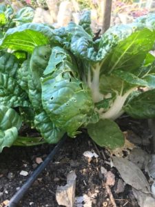 Pac Choi and Bloomsdale Spinach growing together