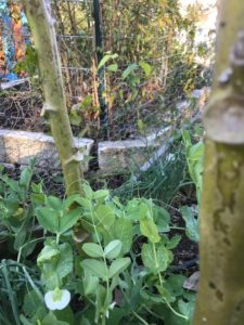 Peas and Okra growing together in the December Vegetable Garden