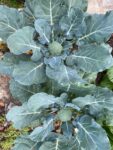 broccoli plants