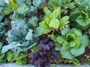 Colorful group of cool season plants to harvest on the November vegetable garden checklist