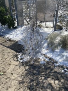 Huiasche tree bent in half touching the ground, weighted down with ice and snow