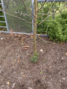 Dead tree with green shoots appearing at the ground