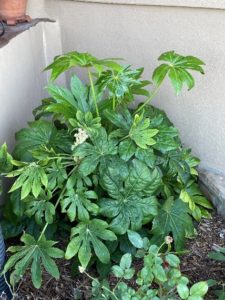 Japanese Aralia (Fatsia japonica) fully recovered from freeze damage