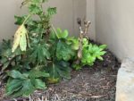 Japanese Aralia (Fatsia japonica) starting to recover from freeze with new leaves