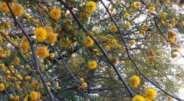 Fluffy yellow blossoms of Huisache