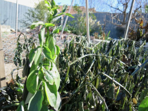 Fava beans blackened from the recent freeze in the January vegetable garden