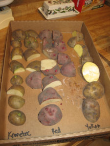 Chunks of potato arranged by variety on a piece of cardboard, will be ready to plant in the February vegetable garden