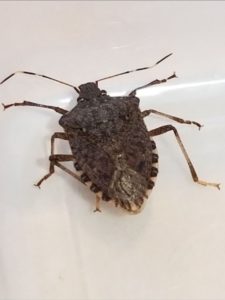 Brown Marmorated Stink Bug crawling in a bathtub