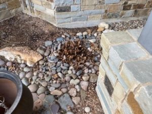 Plant is cut to the ground, revealing the round rocks in the french drain.
