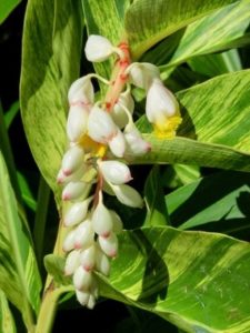 white flowers with green and yellow foliage of variegated ginger.