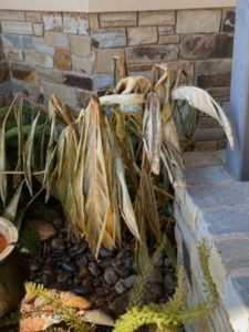 Dry and brown leaves of freeze damaged variegated ginger