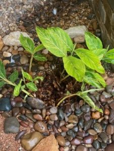 New leaves unfolding from green shoots