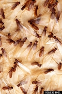 Ants and Termite Swarmers ID. These swarming termites captured on a sticky trap