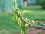 Green catkins hanging from twig