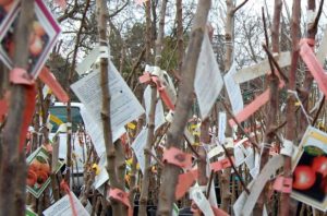 Several bare-root fruit trees at the nursery for sale