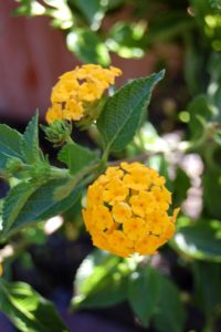 Bright yellow gold lantana flowers of the perennial plants 'New Gold'