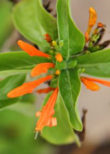 Orange blossoms of Mexican Honeysuckle.