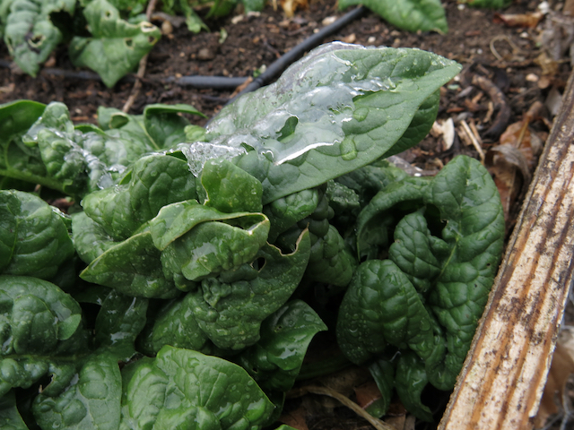 Bloomsdale Spinach with Ice in the March Vegetable Garden