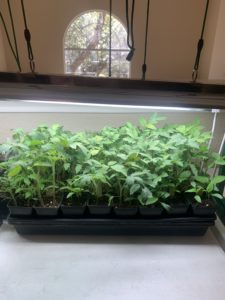 Tomato seedlings under a grow light