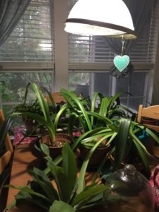 Plants crowded onto a dining room table 