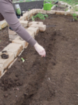 Photo by Bruce Leander planting seeds in a soil furrow