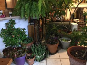 Plants crowded together inside a house