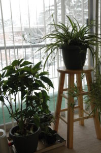 Plants next to a window during winter