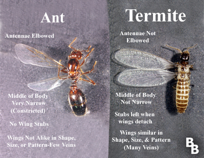Ant and Termite Swarmer Differences