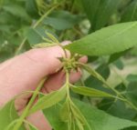 Female flower of pecan