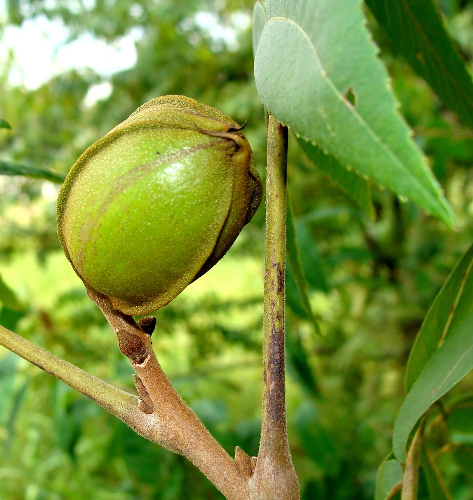 Green pecan nut hanging on tree