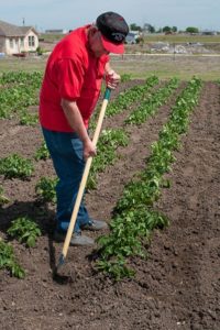 Photo by Patty Leander Hill your potatoes in the April Vegetable Garden