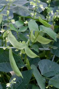 Butter beans ready for harvest