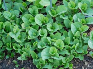 dark green leaves of Malabar Spinach