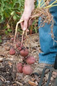 Red potato tubers hanging from roots
