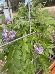 Purple flowers of Wisteria frutescens
