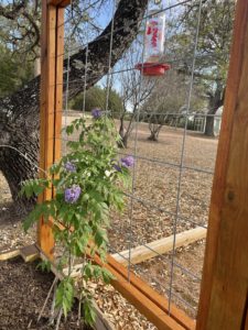 Wisteria frutescens vine climbing up a cattle panel fence. Purple blooms hang within the foliage