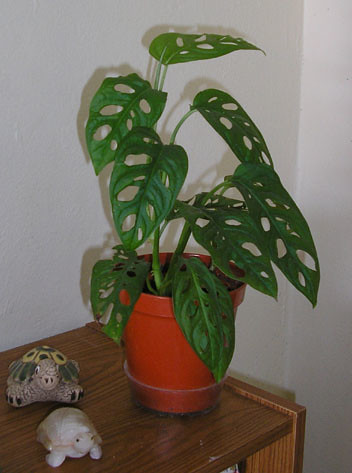 Umbrella plant best sale toxic to dogs