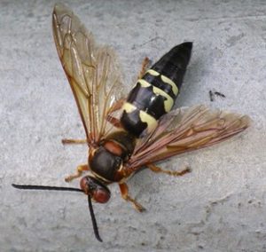 Large Cicada Killer Wasp