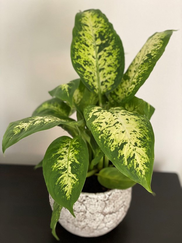 Houseplant with blotchy leaves