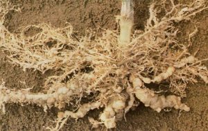 gnarled roots infected by root knot nematodes
