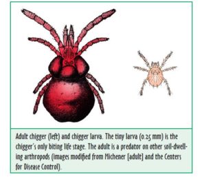 chiggers vs ticks