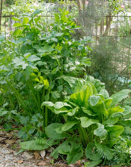 herbs for September Vegetable Garden