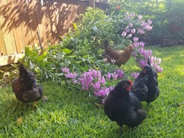 Chickens using a bougainvillea for shade