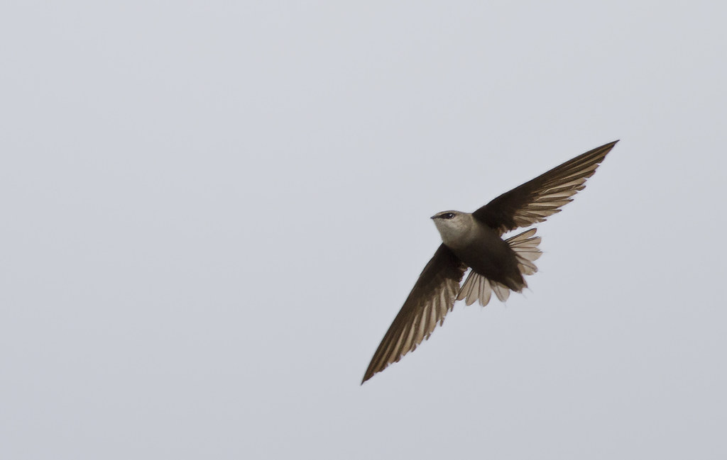 Chimney Swift migratory bird