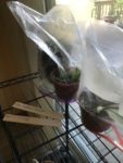 Cuttings placed in plastic bags for humidity